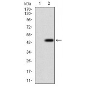 Western blot analysis using DNM1L antibody against human DNM1L recombinant protein. (Expected MW is 41.8 kDa).