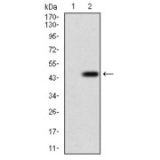 Western blot analysis using DNM1L antibody against human DNM1L recombinant protein. (Expected MW is 41.8 kDa).