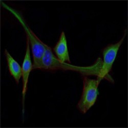 Pro-Epidermal Growth Factor (EGF) Antibody