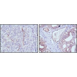 Nitric Oxide Synthase, Endothelial (NOS3) Antibody