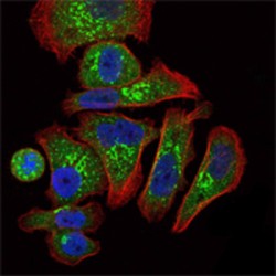 Erythropoietin (EPO) Antibody