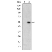 Western blot analysis using ERK3 antibody against HEK293 (1) and ERK3 (AA: 347-582) -hIgGFc transfected HEK293 (2) cell lysate.