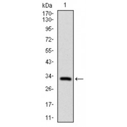 Fibroblast Growth Factor 4 (FGF4) Antibody