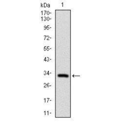 Fibroblast Growth Factor 4 (FGF4) Antibody