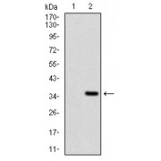 Western blot analysis using FGF4 antibody against human FGF4 recombinant protein. (Expected MW is 32.6 kDa).