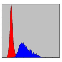 Fibrinogen Gamma (FGG) Antibody
