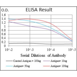 Receptor-Type Tyrosine-Protein Kinase FLT3 (FLT3) Antibody