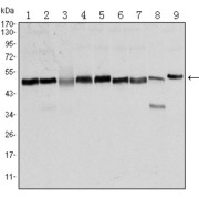 Western blot analysis using FOXD3 antibody against NTERA-2 (1), HUVE-12 (2), HEK293 (3), Hela (4), Jurkat (5), K562 (6), RAW264.7 (7), NIH/3T3 (8), and COS7 (9) cell lysate.