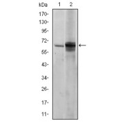 Western blot analysis using FYN antibody against NIH/3T3 (1) and Hela (2) cell lysate.