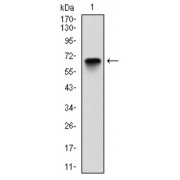 Western blot analysis using G6PD antibody against human G6PD (AA: 275-515) recombinant protein. (Expected MW is 53.1 kDa).