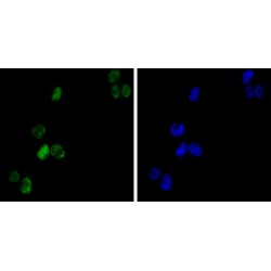 GATA Binding Protein 1 (GATA1) Antibody