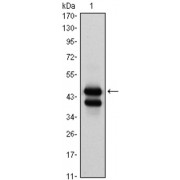Western blot analysis using GATA1 antibody against K562 (1) cell lysate.