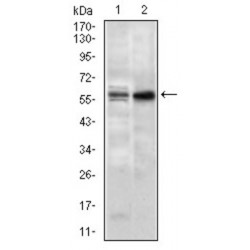 Guanine Nucleotide Binding Protein Like 3 (Nucleolar) (GNL3) Antibody
