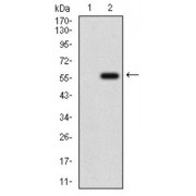 Western blot analysis using GPNMB antibody against human GPNMB recombinant protein. (Expected MW is 47.0 kDa).