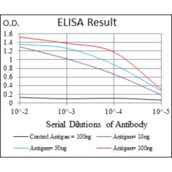 Homeobox Protein Goosecoid (GSC) Antibody