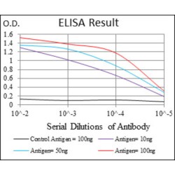 Goosecoid Homeobox (GSC) Antibody