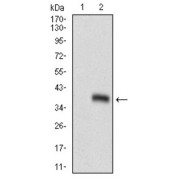 Western blot analysis using GSC antibody against human GSC recombinant protein. (Expected MW is 33.5 kDa).