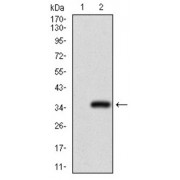 Western blot analysis using GSC antibody against human GSC recombinant protein. (Expected MW is 33.5 kDa).