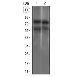 Guanylate Cyclase 1 Soluble Subunit Alpha 1 (GUCY1A1) Antibody