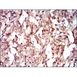 Guanylate Cyclase 1 Soluble Subunit Alpha 1 (GUCY1A1) Antibody