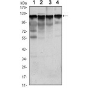 Western blot analysis of (1) Jurkat, (2) HeLa, (3) HepG2, and (4) NIH/3T3 cell lysates.