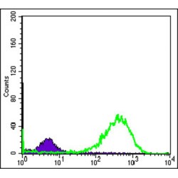 Heat Shock 60 kDa Protein 1, Chaperonin / HSP60 (HSPD1) Antibody