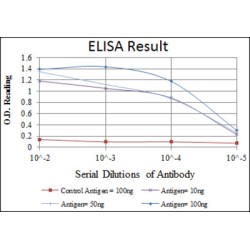 Heat Shock Protein 90kDa Alpha B1 (HSP90AB1) Antibody