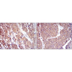 Heat Shock Protein 90kDa Alpha B1 (HSP90AB1) Antibody