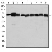 Western blot analysis using HSP90AB1 antibody against Jurkat (1), A431 (2), Hela (3), A549 (4), HEK293 (5), K562 (6), NIH/3T3 (7), PC-12 (8) and Cos7 (9) cell lysate.
