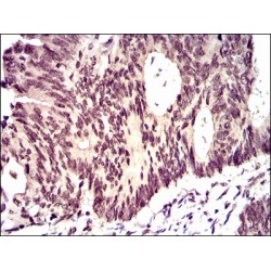 DNA-Binding Protein Inhibitor ID-2 (ID2) Antibody