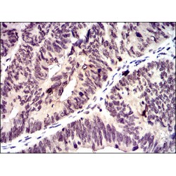 DNA-Binding Protein Inhibitor ID-2 (ID2) Antibody