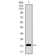 Western blot analysis using ID2 antibody against human ID2 recombinant protein. (Expected MW is 17.3 kDa).