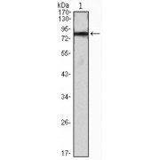 Western blot analysis using IHOG antibody against IHOG-hIgGFc transfected HEK293 cell lysate.