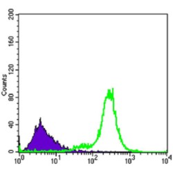 Interleukin 34 (IL34) Antibody