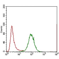 Interleukin 3 Receptor alpha (IL3RA) Antibody