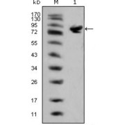 Western blot analysis using ISL1 antibody against full-length ISL1 (aa1-349) -hIgGFc transfected HEK293 cell lysate (1).