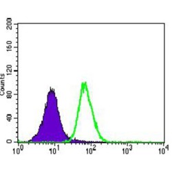 Integrin Beta 4 (ITGb4) Antibody