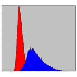 Tyrosine-Protein Kinase ITK/TSK (ITK) Antibody