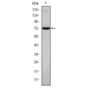 Western blot analysis using ITK antibody against human ITK (AA: 2-120) recombinant protein. (Expected MW is 39.7 kDa).