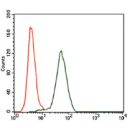 Kelch Like ECH Associated Protein 1 (KEAP1) Antibody