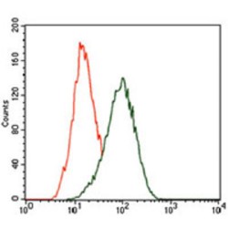 Krueppel-Like Factor 1 (KLF1) Antibody