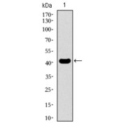 Western blot analysis using KLF1 antibody against human KLF1 recombinant protein. (Expected MW is 42.6 kDa).