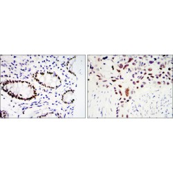 Krueppel-Like Factor 4 (KLF4) Antibody