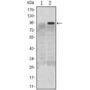 Western blot analysis using KLF4 antibody against HEK293 (1) and KLF4 (AA: 2-180) -hIgGFc transfected HEK293 (2) cell lysate.