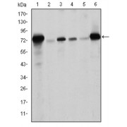 Western blot analysis using LMNA antibody against human LMNA (AA: 212-477) recombinant protein. (Expected MW is 56.3 kDa).