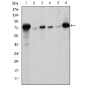 Western blot analysis using LMNA antibody against human LMNA (AA: 212-477) recombinant protein. (Expected MW is 56.3 kDa).