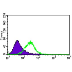 Microtubule-Associated Proteins 1A/1B Light Chain 3A (MAP1LC3A) Antibody
