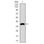 Western blot analysis using MAP1LC3A antibody against human MAP1LC3A recombinant protein. (Expected MW is 39.8 kDa).