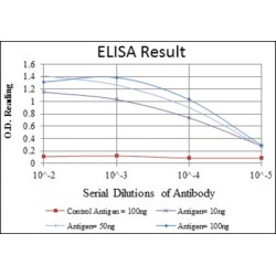 Mitogen-Activated Protein Kinase Kinase 4 (MAP2K4) Antibody