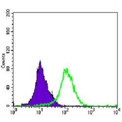 Mitogen-Activated Protein Kinase Kinase 4 (MAP2K4) Antibody